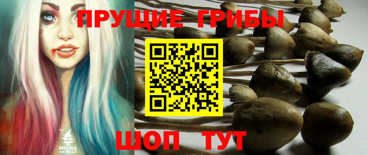 Псилоцибиновые грибы мицелий Усть-Джегута